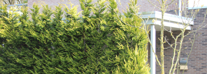 Leylandcypress