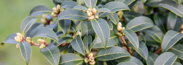 Osmanthus