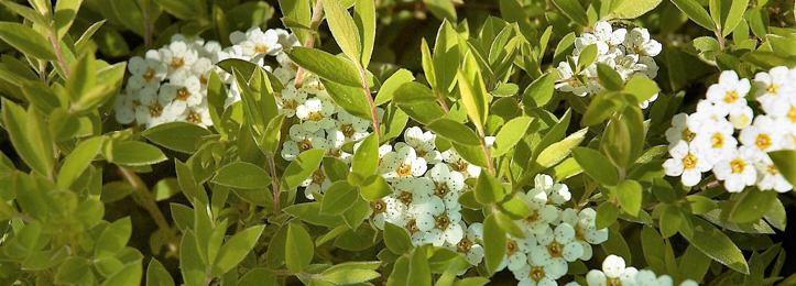 Spirea