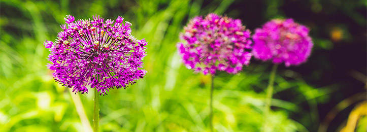 Sierui (Allium)