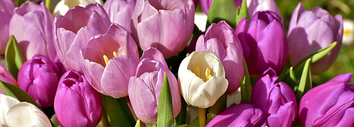 Blomlökar Blomlökar