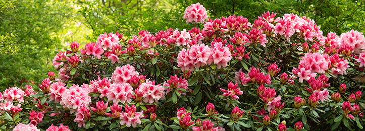 Rhododendron