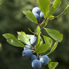 Slån / Slånbärsbuske (Prunus spinosa) | Garmundo
