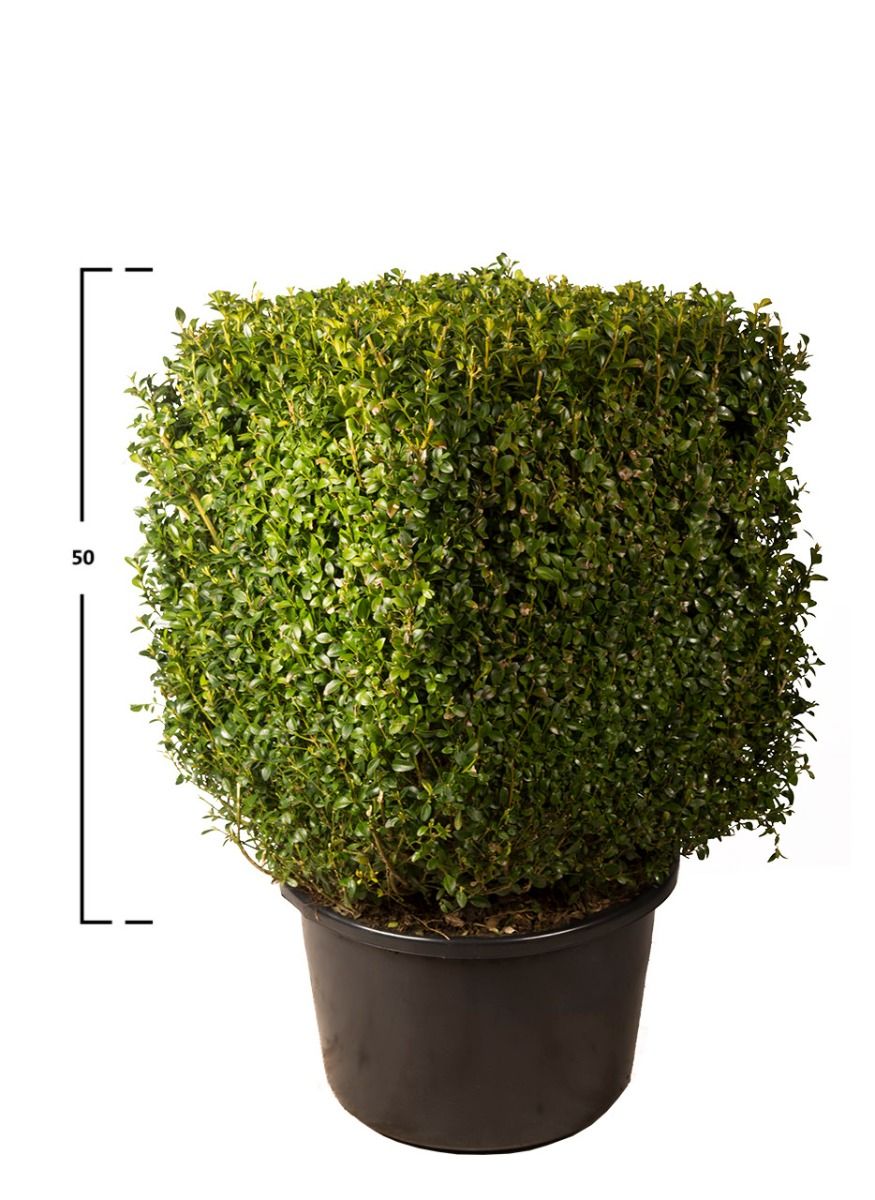 Buxus kubus 50h x 40 x 40 cm