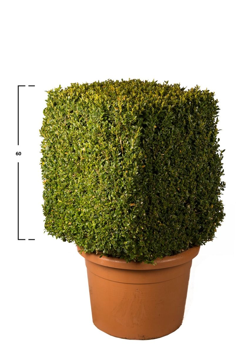 Buxus kubus 60h x 50 x 50 cm