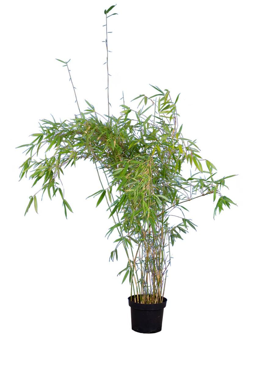 Bamboe Fargesia 'Jumbo'