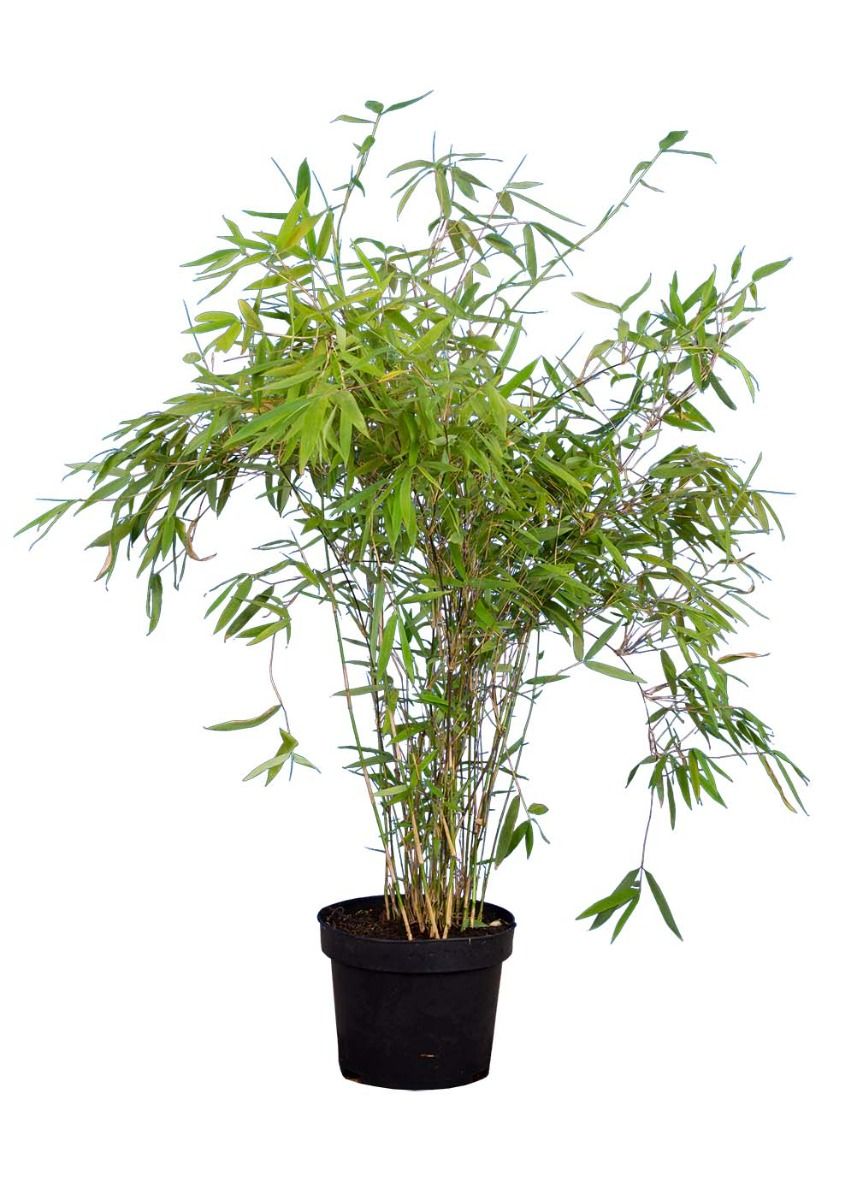 Bamboe Fargesia 'Jumbo'