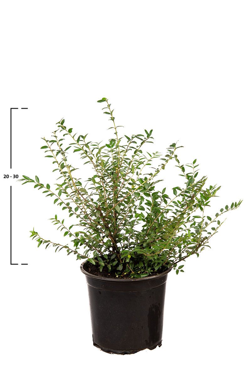 Chinese kamperfoelie 'Elegant'