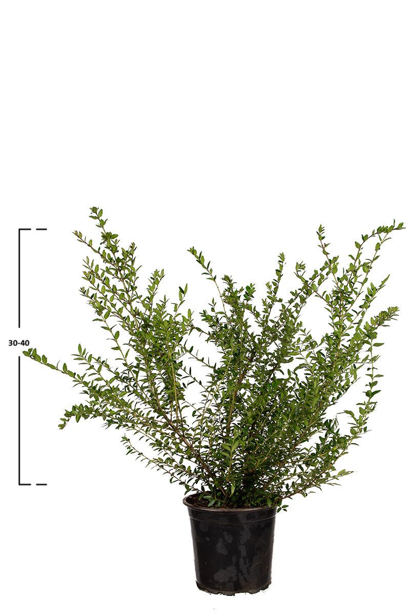 Chinese kamperfoelie 'Elegant'