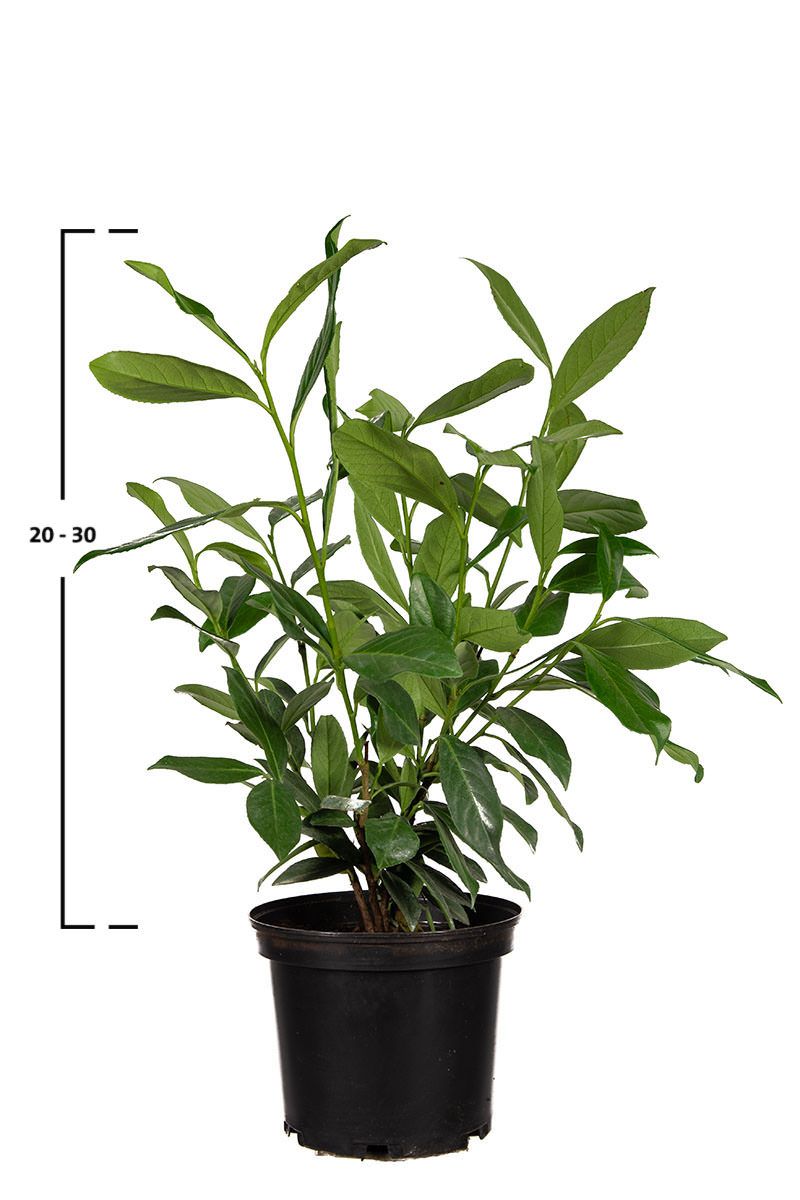Lagerhägg Caucasica