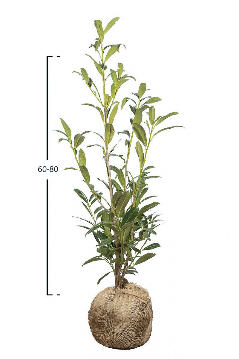 Lagerhägg Caucasica