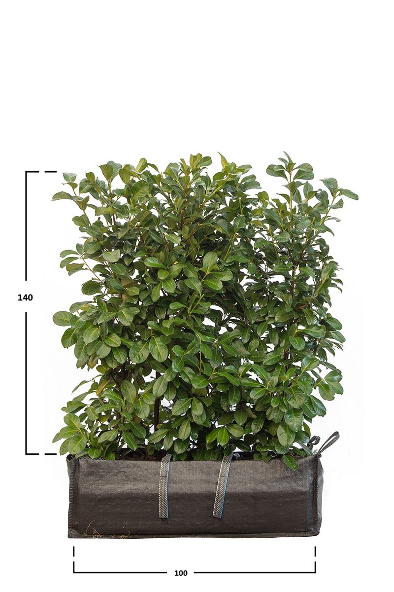 Lagerhägg Etna 140 cm.