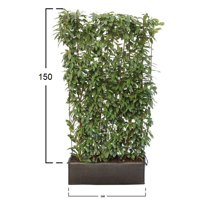 Kirschlorbeer Genolia ® 150 cm.