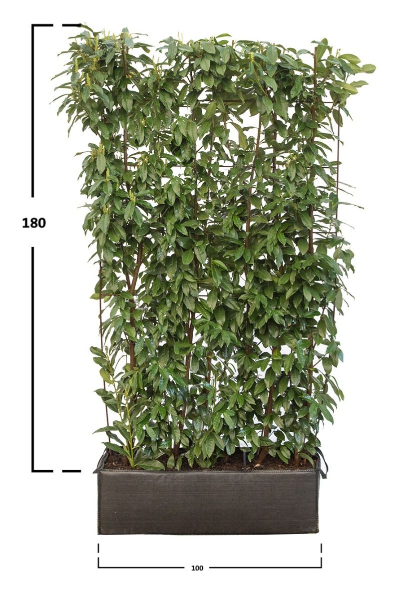 Lagerhägg Genolia ® 180 cm.
