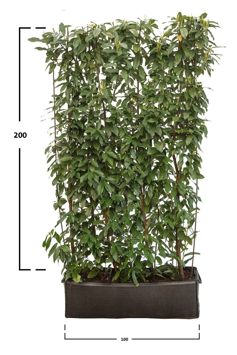 Lagerhägg Genolia ® 200 cm.