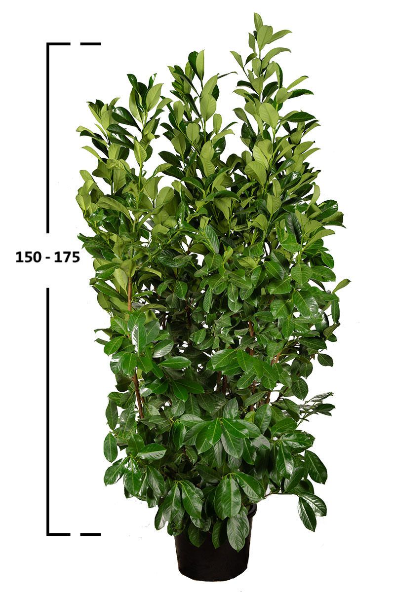 Lagerhägg Rotundifolia