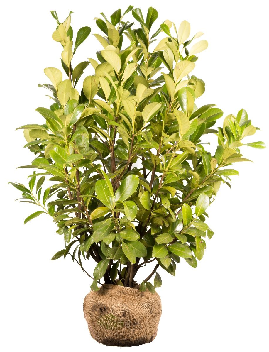 Lagerhägg Rotundifolia