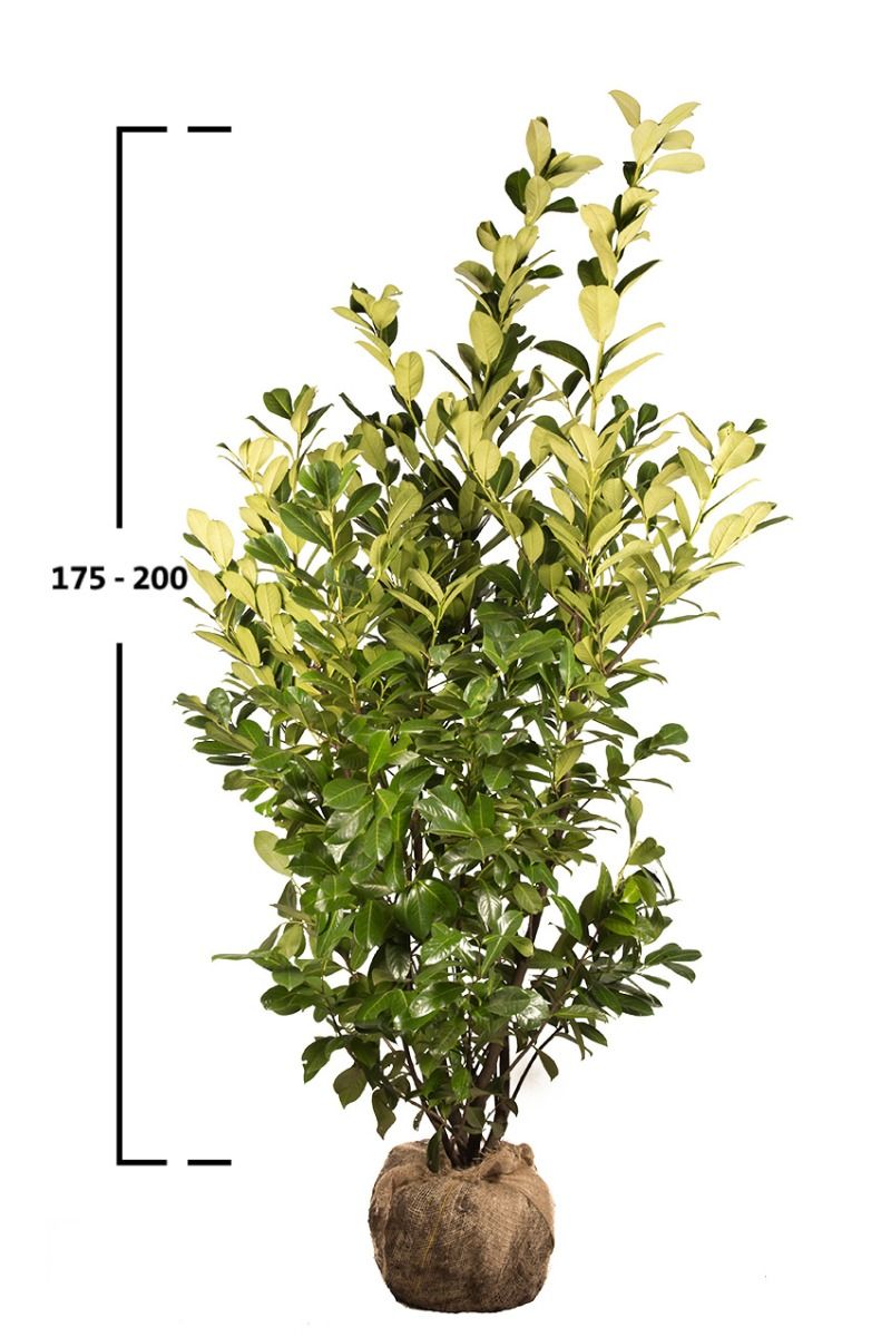 Lagerhägg Rotundifolia