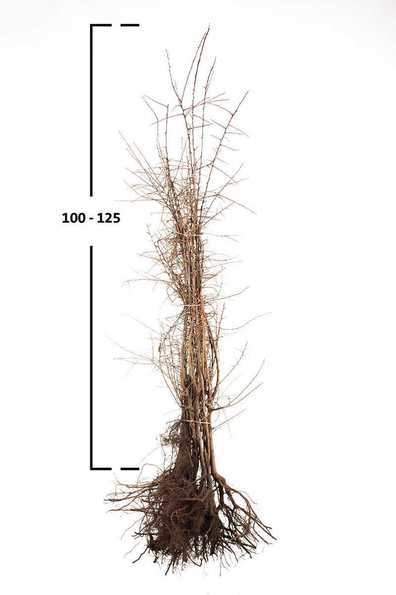 Slån / Slånbärsbuske (Prunus spinosa) | Garmundo