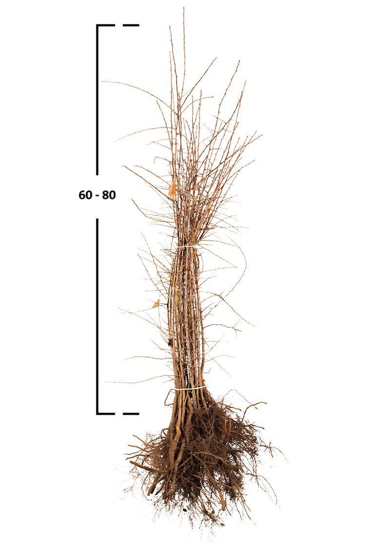 Slån / Slånbärsbuske (Prunus spinosa) | Garmundo