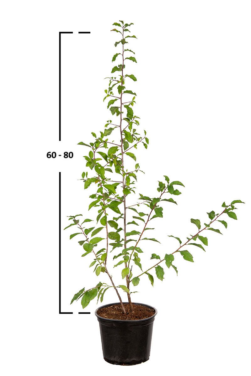 Slån / Slånbärsbuske (Prunus spinosa) | Garmundo