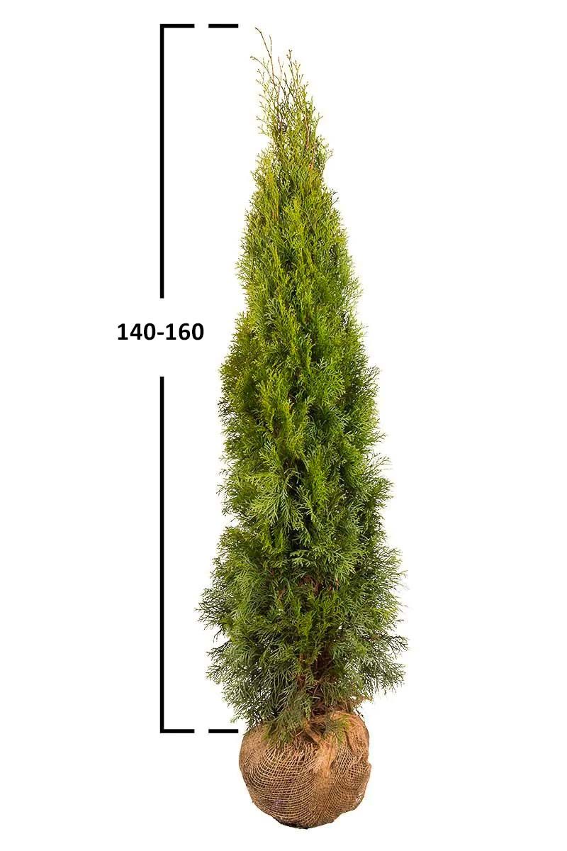 Thuja Smaragd