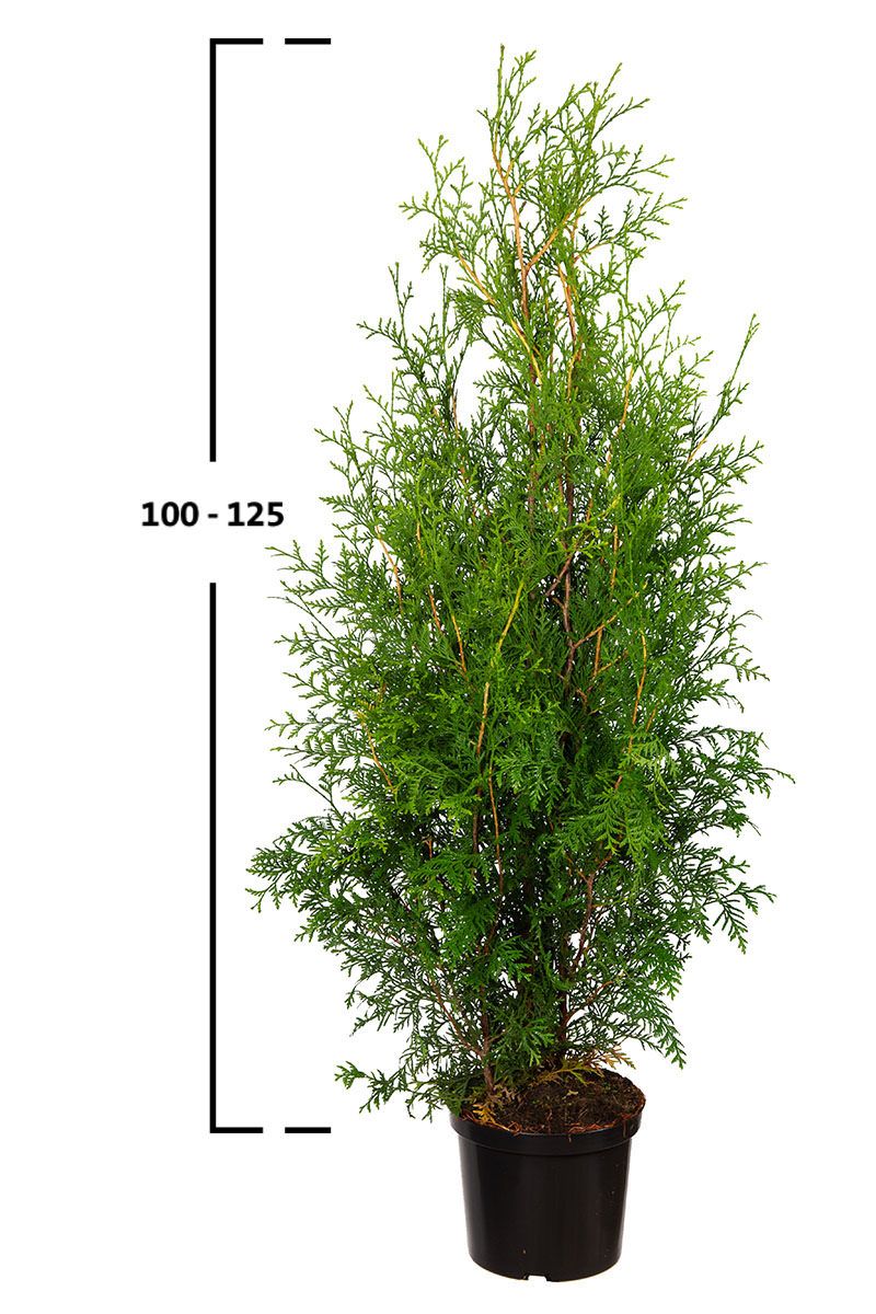 Thuja Brabant