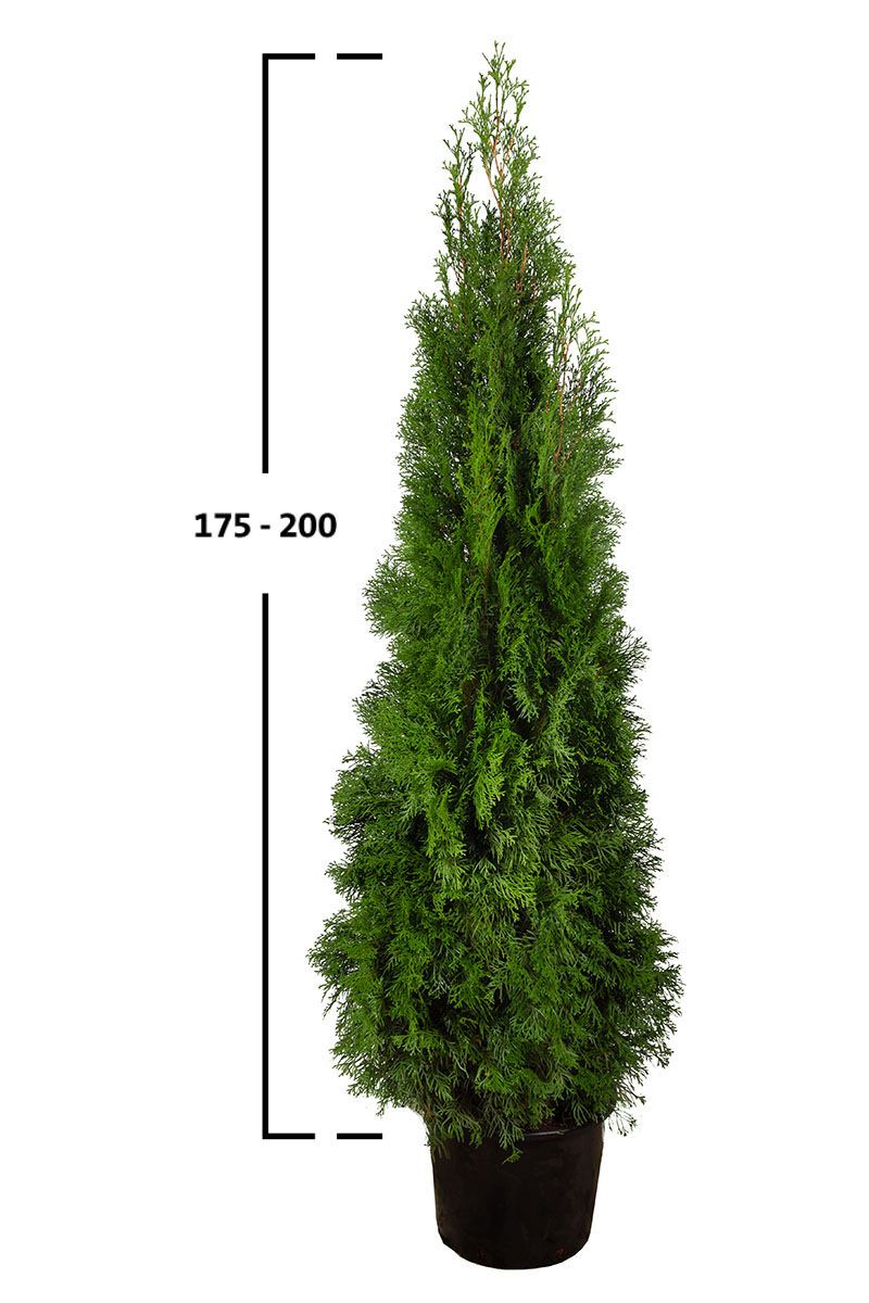 Thuja Smaragd