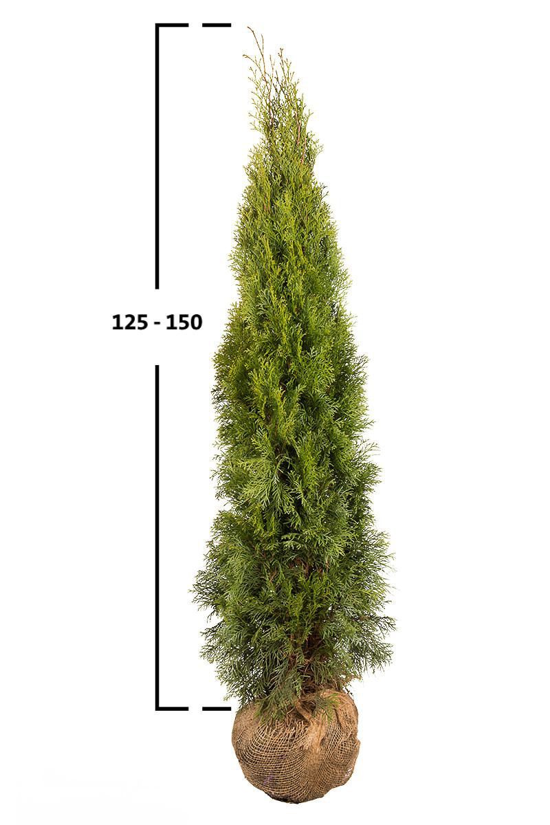 Thuja Smaragd