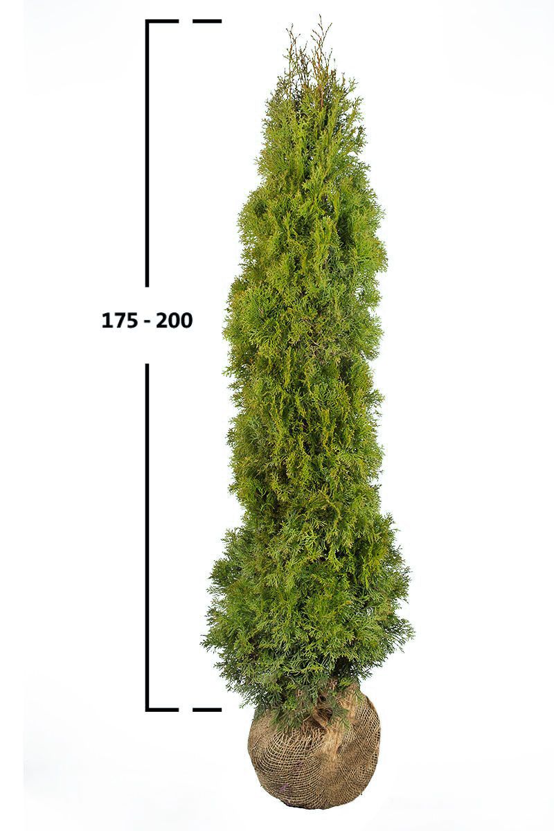 Thuja Smaragd