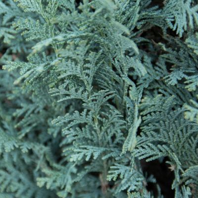 Ädelcypress Columnaris