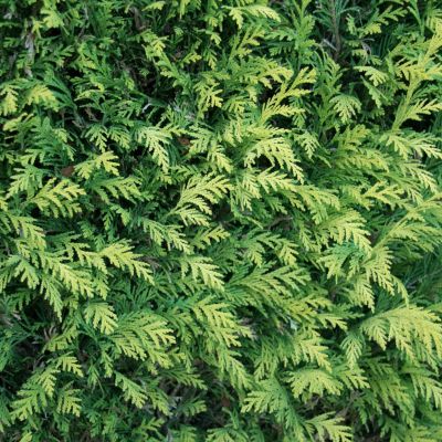 Ädelcypress Ivonne