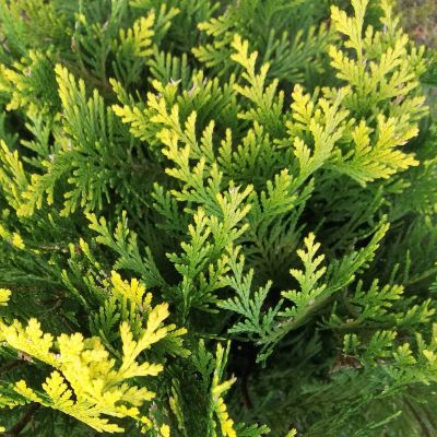Ädelcypress Stardust
