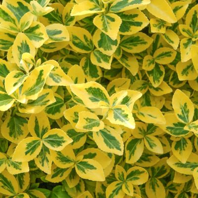 Kardinalspindel Emerald &#39;n Gold