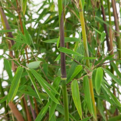 Bambu Fargesia Jiuzhaighou