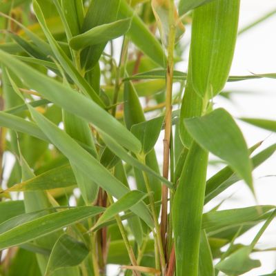 Bambu Fargesia Simba