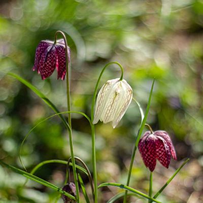 100 x Kievitsbloem mix