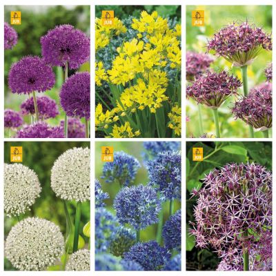 Paket blomsterlök löksläkt