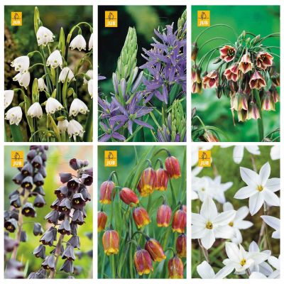 Paket blomsterlök olika sorter