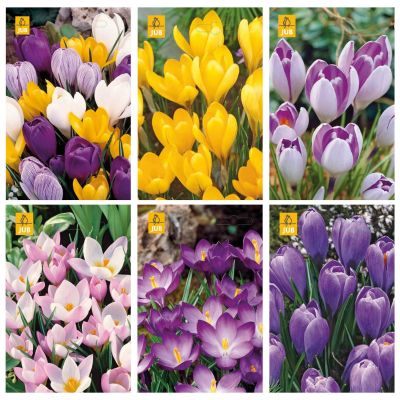 Paket blomsterlök Krokusmix