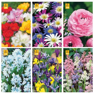 Paket blomsterlök färgglada mix