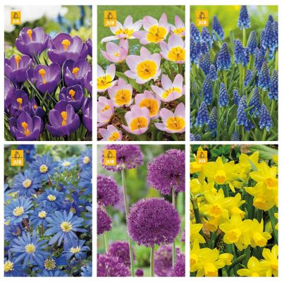 Paket blomsterlök Ekprocessionspinnare
