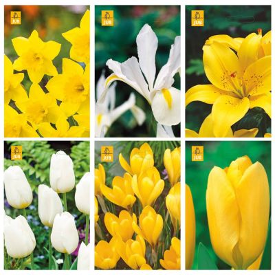 Paket blomsterlök gul och vit