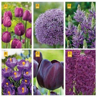 Paket blomsterlök lila