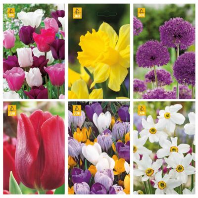 Paket blomsterlök med solig kant