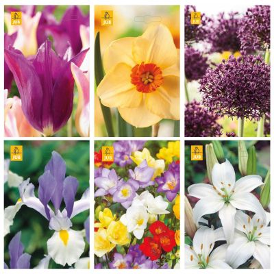 Paket blomsterlök plockblommor