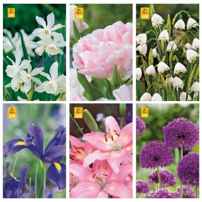 Paket blomsterlök romantisk
