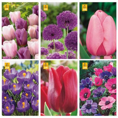 Paket blomsterlök röd, rosa och lila
