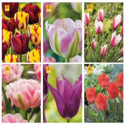 Paket blomsterlök Tulpanmix