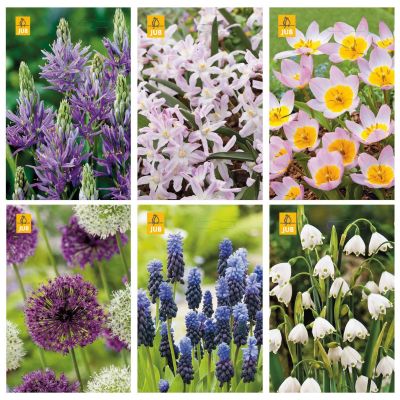 Paket blomsterlök bin och fjärilar